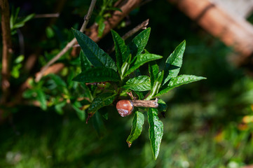 Closeup of a snail  in the garden on a branch between green leaves.