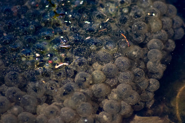 Große Menge Froschlaich mit befruchtetem Laich von Grasfrosch, Wasserfrosch oder Laubfrosch in...