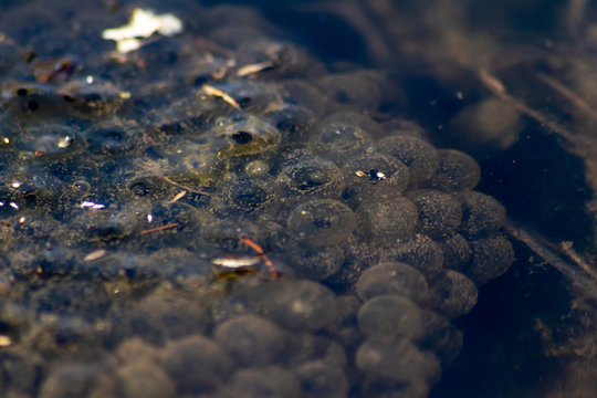 Große Menge Froschlaich mit befruchtetem Laich von Grasfrosch, Wasserfrosch oder Laubfrosch in einem Teich lässt die kleinen Frösche und Kaulquappen wachsen bis zum Schlüpfen aus den Bläschen