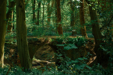 Obraz premium las po południu