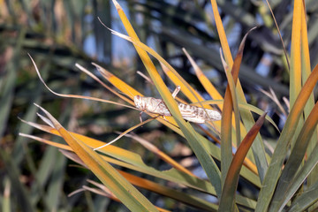 Swarm of locusts in Al Ain United Arab Emirates