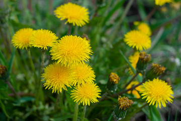 Early spring flowers dandelions on a natural background