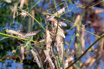 Swarm of locusts in Al Ain United Arab Emirates - obrazy, fototapety, plakaty