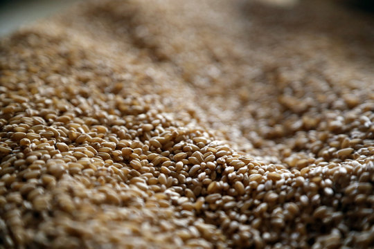 The spikes weat and grain, india, gujarat, agriculture 