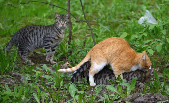 Mating a red cat with a gray cat in green grass