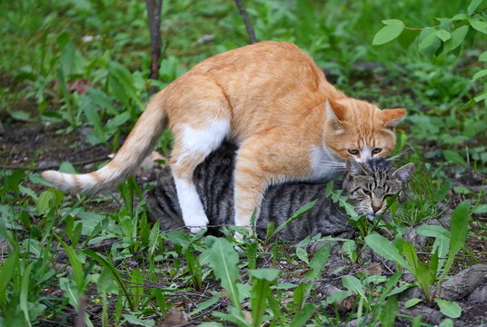 Mating a red cat with a gray cat in green grass