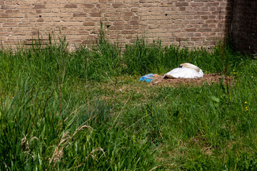 Mute Swan in the Frontenpark (english Frontenpark) taking care of and breeding the eggs for...