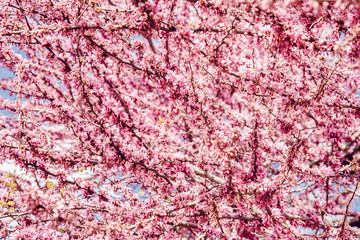 Obraz premium Blooming pink trees against background of sunlight and blue sky. Spring texture concept