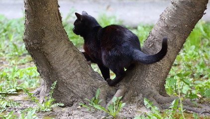 Black cat at the roots of a tree in the green grass