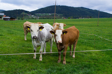 Fototapeta na wymiar Beautiful alpine cow, a little calf on a field in the Alps.