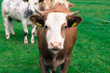 Naklejka na ściany i meble Beautiful alpine cow, a little calf on a field in the Alps.
