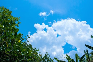 Fototapeta premium White cloud whit blue sky