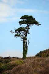 Fototapeta na wymiar Lonely tree
