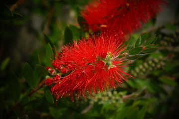 Red flower of Callistemon citrinus or Bottlebrush plant