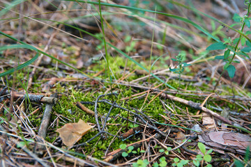 Fallen dry needles covering ground. Summer in subtropical forest. Woodland ecology, soft selective focus.