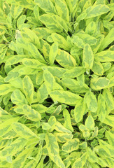 Fresh green young leaves in the spring. Texture background for design.