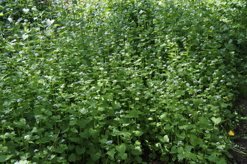 Alles ist relativ - Knoblauchrauke - Gew&uuml;rzkraut
