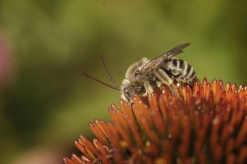 bee on a flower