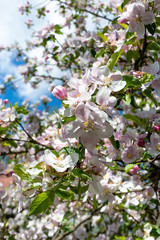 Apple tree blooming in spring