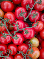Background of group red tomatoes. Ripe natural branch tomatoes.