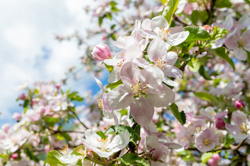 Apple tree blooming in spring