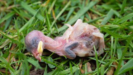 Newly hatched dead chick found on a lawn in a British garden in spring time.  Possibly a common...