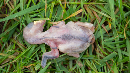 Newly hatched dead chick found on a lawn in a British garden in spring time.  Possibly a common house sparrow.  No obvious sign of predation. Died in nest