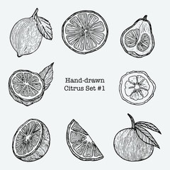 Hand-drawn Citrus Illustration