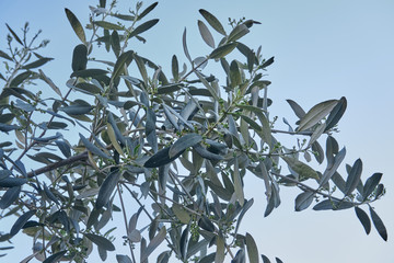 Green olive tree in near plan