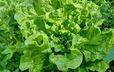Fresh and organic lettuce in the garden