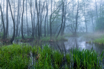 Obraz premium Foggy forest landscape in spring