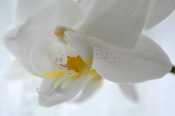 Abstrakte Makroaufnahme von Orchideen Blüten © infra2808