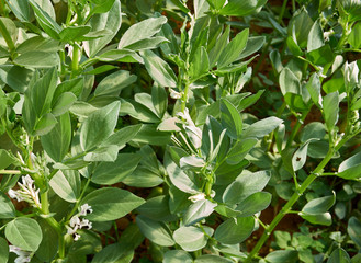 Organic and healthy broad been