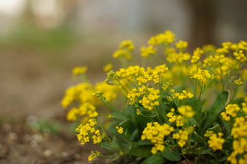 Obraz premium Yellow alissum bush flowers grow in the garden