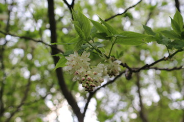 
Bunches of beautiful delicate pink and white flowers bloomed on a tree in spring