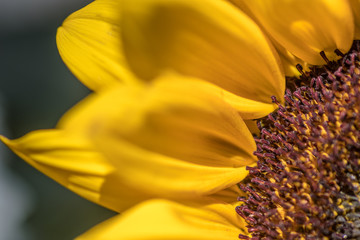 Isolated closeup macro of a blooming beautiful sunflower- Israel