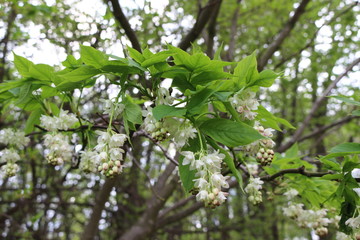 
Bunches of beautiful delicate pink and white flowers bloomed on a tree in spring
