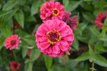Fototapeta premium Blühende Zinnie
