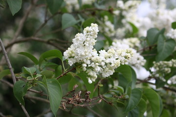 Nahaufnahme von weißen Fliederblüten bei Tageslicht