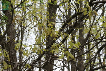 Oak flowers look like thin brown threads with knots