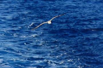 seagull flies over the sea, concept sea vacation summer, bird freedom flying