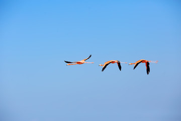 flock of flamingos, unusual pink birds, landscape flamingo travel