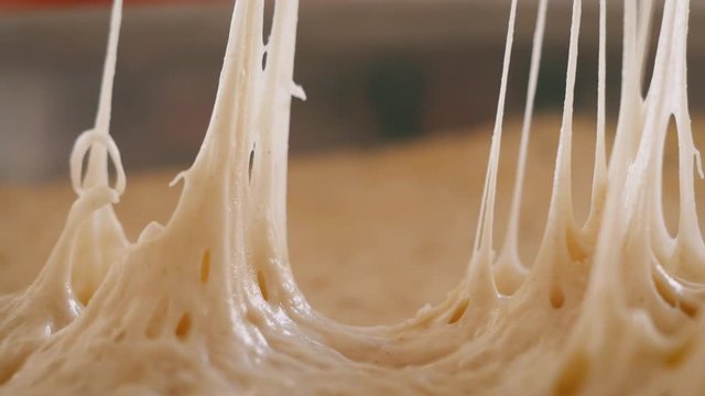 Peeling plastic wrap off risen bread dough. The gluten stretches showing the raw flour mixture can be formed into a loaf and baked. Making sourdough from scratch is a trending hobby of covid lockdown.