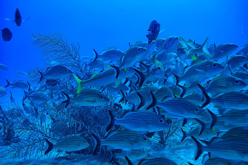 school of fish underwater photo, Gulf of Mexico, Cancun, bio fishing resources