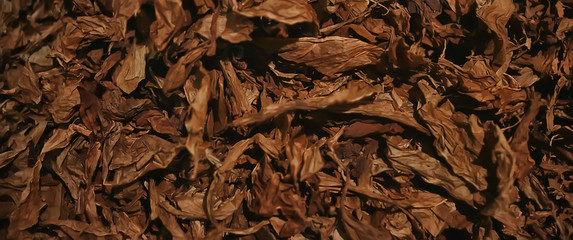background texture tobacco leaves dry, yellow leaves for smoking, production of cigars, tobacco...