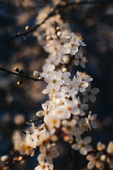 Pąki kwiatów kwitnące na drzewach w parku. Wiosenny spacer wśród piękna przyrody. © goku88