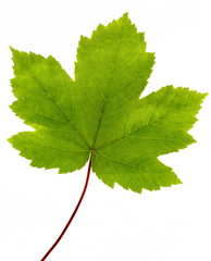 Green maple leaf isolated on white