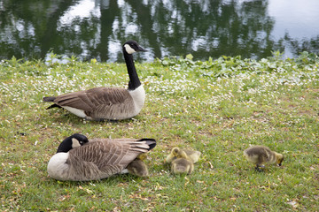 Goose parents are taking care of their newly born goslings