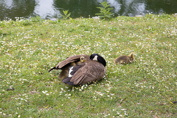 Mother goose is protecting her goslings