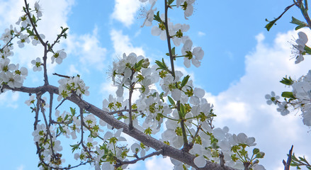 Near plan shot of a beautiful spring branch